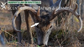 Whitetail Scent Communication And Glands [Murphy's Law On Whitetails]