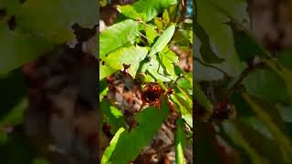 왕사마귀 vs 장수말벌 オオカマキリ vs オオスズメバチ Praying Mantis vs Asian Giant Hornet