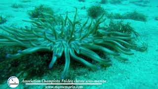 شقائق النعمان البحرية sea anemones