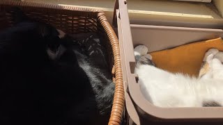 おひさまあびてぽかぽかおやすみ【猫動画】tuxedo-catざきおwhite-catあおいblack-catバロン