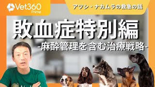 【Vet360 Prime/short ver.】アツシ・ナカムラの救急の話：#6 敗血症特別編-麻酔管理を含む治療戦略-