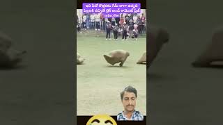 #funny #animals ఏదో కొత్తరకం గేమ్ లాగా ఉన్నది పిల్లలకి నచ్చితే లైక్ అండ్ కామెంట్ ప్లీజ్ subscribe