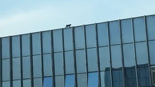 If I hadn't looked out my window, I'd have never found this cat on the 28th-floor roof...
