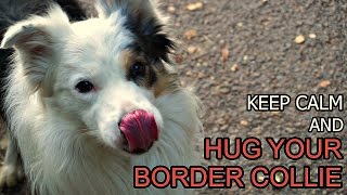 Keep calm and HUG your Border Collie | Dog dancing