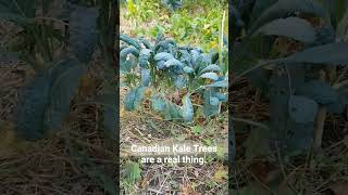 What!!! Kale trees in Canada are they a real thing. #shorts #kale #shorts