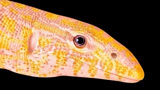 Tu Deviendras Millionnaire Si Tu Trouves Cet Animal !