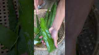 Aloe vera and the wonderful things from aloe vera #shorts