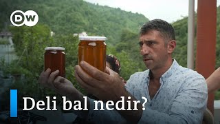 Karadeniz’de üretilen deli bal: Şifa mı, zehir mi? - DW Türkçe