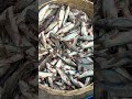 দেশি ট্যাংরা মাছ প্রতি কেজি ৬০০ টাকা tengra fish per kg 600 tk aronghata bypus market shorts