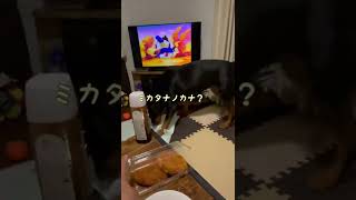 【大型犬】メンチカツは食べたいけどタッパーが怖いロットワイラー #shorts