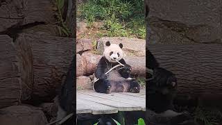 圓仔：誰敢欺負你，我就把他折斷～ #panda #貓熊