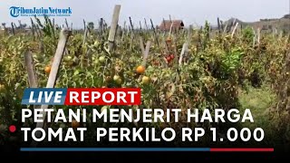 Petani Di Malang Menjerit, Harga Tomat Perkilo Terjun Bebas Jadi Rp 1000