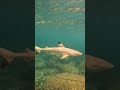 so close to a blacktip reef shark koh rong cambodia 🇰🇭 shorts cambodia shark kohrong