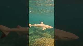 So close to a blacktip Reef Shark Koh Rong Cambodia 🇰🇭 #shorts #cambodia #shark #kohrong