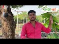 लिंबू बागेची छाटणी करा या प्रकारे छाटणीचे फायदे व तोटे cutting in lemon farming cutting lemon