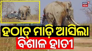 ହଠାତ୍ ଗାଡ଼ି ଆଗକୁ ଚାଲି ଆସିଲା ବିଶାଳ ହାତୀ | Elephant Stops Safari Vehicles In  Kaziranga National Park