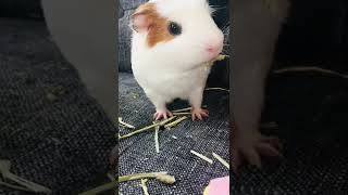 メガネ置きにされそうになり怒るモルモット#shorts #guineapig