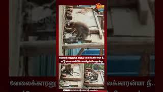 Monkey Working In Construction | கட்டுமான பணியில் களமிறங்கிய குரங்கு | Viral Video