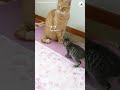 【まるでコント】尻尾をペシペシ動かして、子猫を誘惑する猫さん