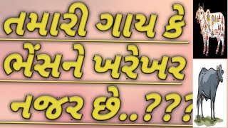 શું તમારી ગાય કે ભેંસ ને નજર તો નથી ને ... ગુગળ ના ધુપ દ્વારા નજર ઉતારવા નો સરળ ઉપાય