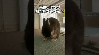 一心不乱に毛繕いをするマロン　#rabbit　#ウサギ　#うさぎ　#兎　#小動物