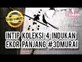 Intip 4 Indukan Murai Ekor Panjang #3DMURAI yang baru masuk ke Kandang Ternak Minimalis #SHAMA