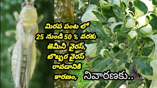 మిరప పంటలో 25 నుండి 50 % వరకు జెమినీ వైరస్ , బొబ్బర వైరస్ రావడానికి కారణం ఈ పురుగు, నివారణకు ..