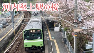 【走行集/4K】大和路線河内堅上駅に咲く桜