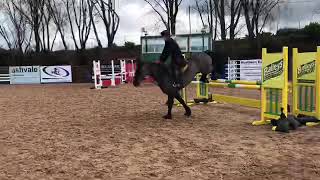 Belle training at Meadows Equestrian Centre