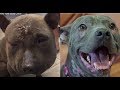 Abused Dog Transforms With Help Of Rescuers | The Dodo