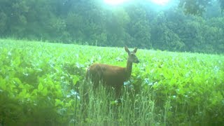 Deer Talk Now: The Best Minerals and Attractants for Deer