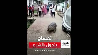 مشهد مخيف لتمساح عملاق يتجول في شوارع الهند