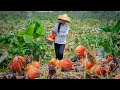 Amazing red pumpkin made into a delicious Chinese food ｜ 野小妹 wild girl