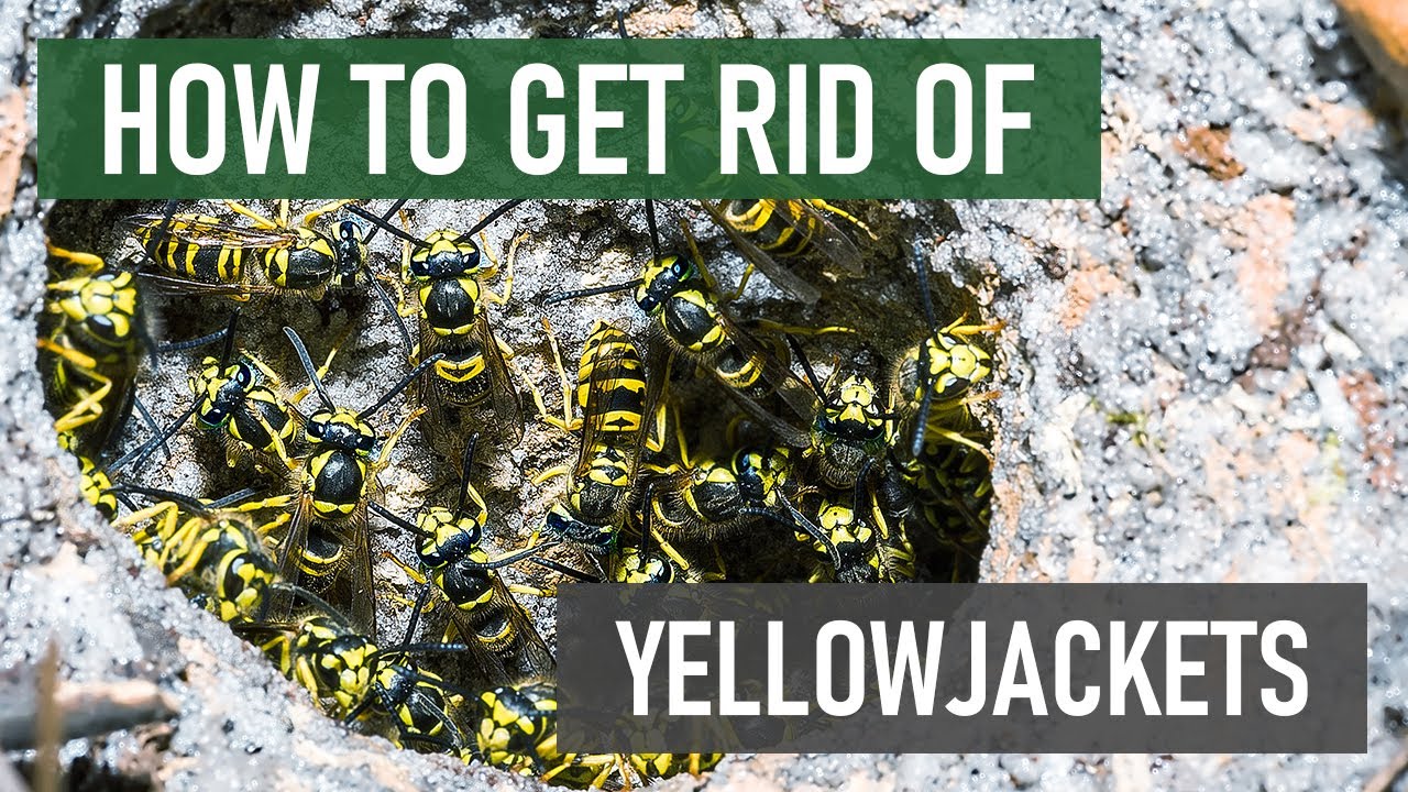 How To Get Rid Of Yellowjackets (4 Easy Steps) - YouTube