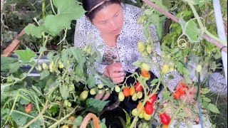 Harvest Organic Red Tomato in My Backyard #organic #tomato #backyardgarden #fresh #red