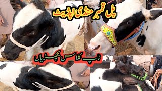 Today Pull qambar mandi Bacyriyan پل قمبر مویشی منڈی اپڈیٹ 24 12