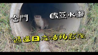 【金門水獺】通道日夜出沒的歐亞水獺  Eurasian otter in Kinmen island (Lutra lutra)