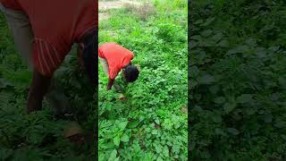 ক্ষেতের টাটকা শাক সবজি। #shorts #reels #villagelife