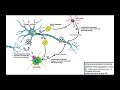 Amyotrophic Lateral Sclerosis [ALS] | Mechanism of Neuron Death