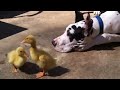 great dane and 200lb mastiff play with baby ducks