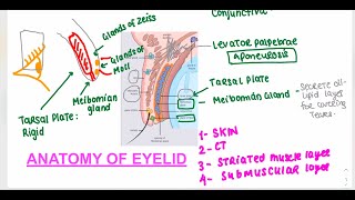 Anatomy of the Eyelid for Medical Students Opthalmololgy 2