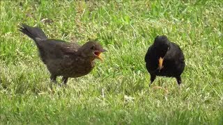 Feketerigó fióka  etetés/ Blackbird fledglings feedeing/