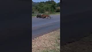 Porcupine Parents Gives Z Class Security As Leopard Eyes Their Babies