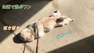 【シーズー×ペキニーズの鼻ぺちゃ犬フラン】【ShihTzu×Pekingese】公園で遊んできたワン