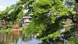 杉並区で新緑のんびり散歩　善福寺公園　上池　2020/4/11 51