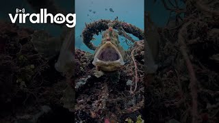 Giant FrogFish Yawns || ViralHog