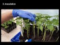 resistance tests to anthracnose in common bean