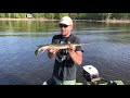 cold water pike gar pike and northern pike lac deux montagnes quebec