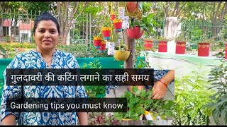 गुलदावरी की कटिंग ऐसे लगाएं खिलेंगे फूल ही फूल | Gardening | home garden | Guldavari | Home decor