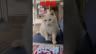 あの凶暴猫のカリン様 ボンボン遊びに甘え唸り声 Ferocious cat #shorts